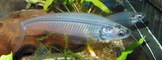 KRYPTOPTERUS BICIRRHIS